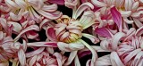Mooi P1015841