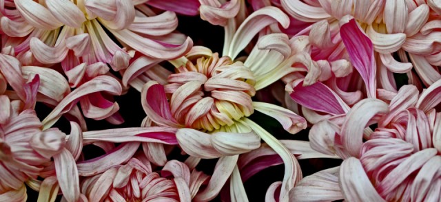 Mooi P1015841