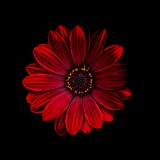 Mooi P1015715