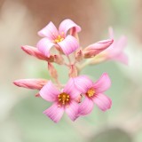 Mooi P1015743