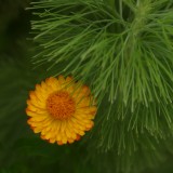 Mooi P1015786