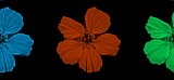Mooi P1015808