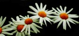 Mooi P1015816