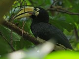 Hornbill