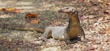Water Monitor