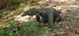 Water Monitor