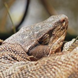 Water Monitor