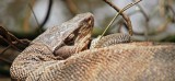 Water Monitor