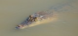 Crocodile