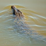 Crocodile