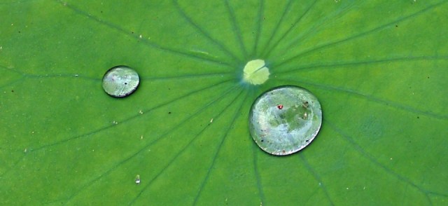 Lotus