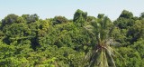 Tree Top View