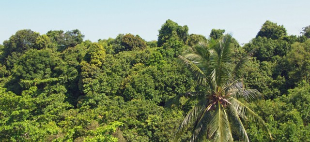 Tree Top View