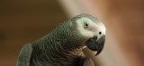 Grey Parrot (shy)