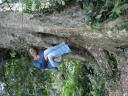 Hugging tree