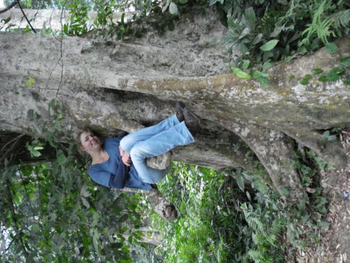 Hugging tree