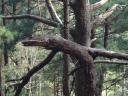 Crocodile tree
