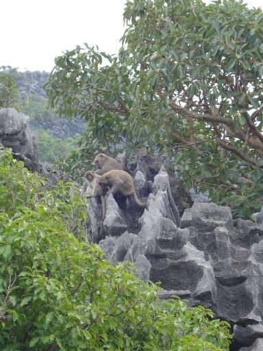Monkey Island, Cat ba