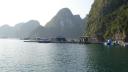 Fish farm, Halong bay