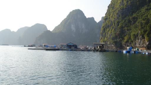 Fish farm, Halong bay