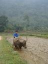 Zwaar werk, mai chau