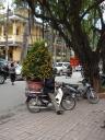 Hanoi, verse mandarijnen!
