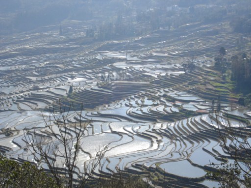 Yuanyang