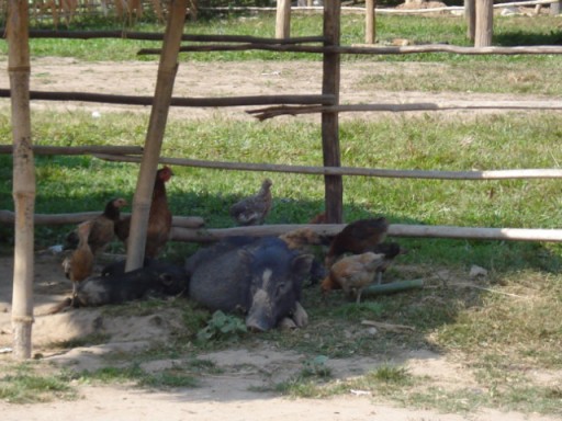 DSC04411