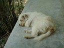 Emmy onze huishond