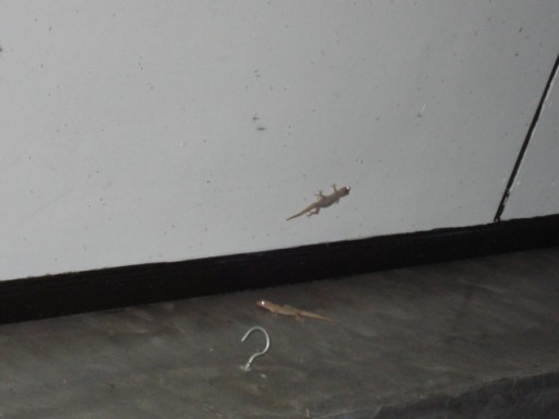Gekko's
