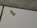 Gekko's in paniek verliezen hun staart