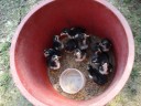 kuikens