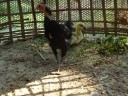gehavelde kip met baby goose