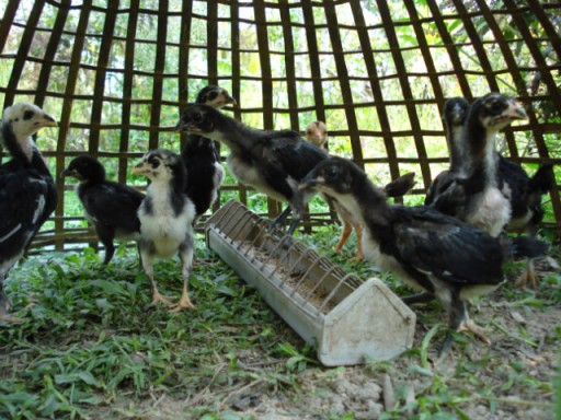 Kuikens