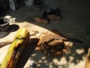 Bananen boom hakken
