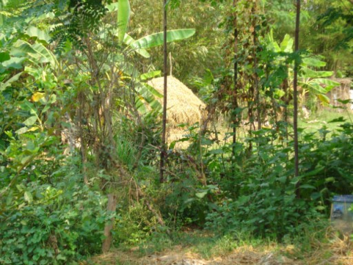 What are you doning? Youre watering the weeds, haha!