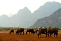 Waterbuffels in het karstgebergte