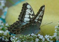 Vlindertuin