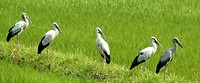 Open billed storks (ooievaars)
