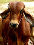 Langoor koeien