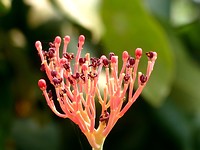 Lente, veel bomen in bloei