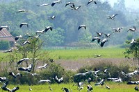 Rijstvelden vol vogels