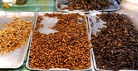 Insecten hapjes, larven en sprinkhanen