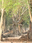 Oude bomen tussen de tempels