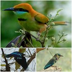 Kleine groene bijeneter en Indische scharrelaar