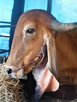 Vertederende hangoor koe