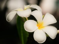 Geurende Plumeria