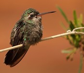 Hummingbird