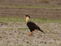 Crested caracara (Trump kapsel!)