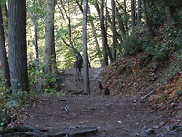 Abram Falls trail
